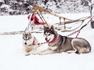 snow_dogs-6